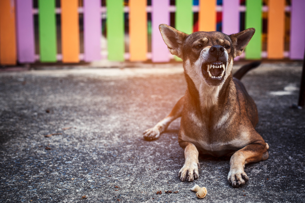 Angry dog barking with aggressive expression close-up portrait