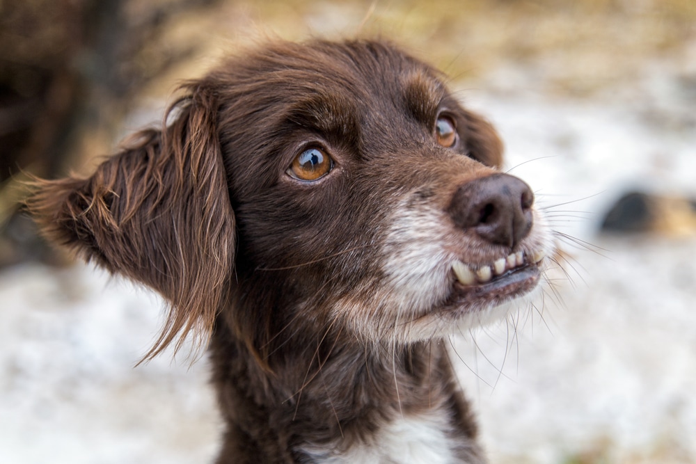 Dog with canine malocclusion showing overbite/underbite dental misalignment affecting pet comfort.