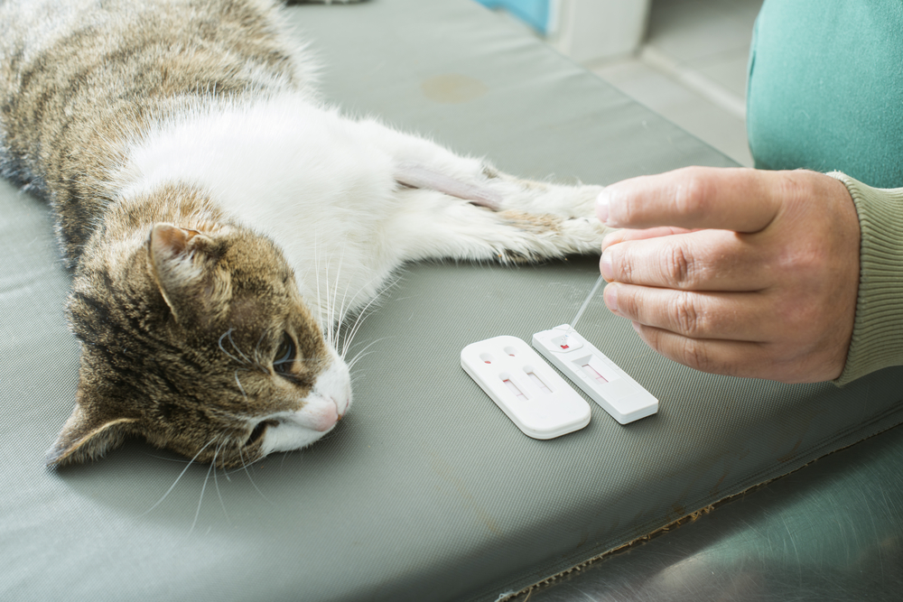 Cat undergoing a veterinary blood test to diagnose health issues at an animal clinic