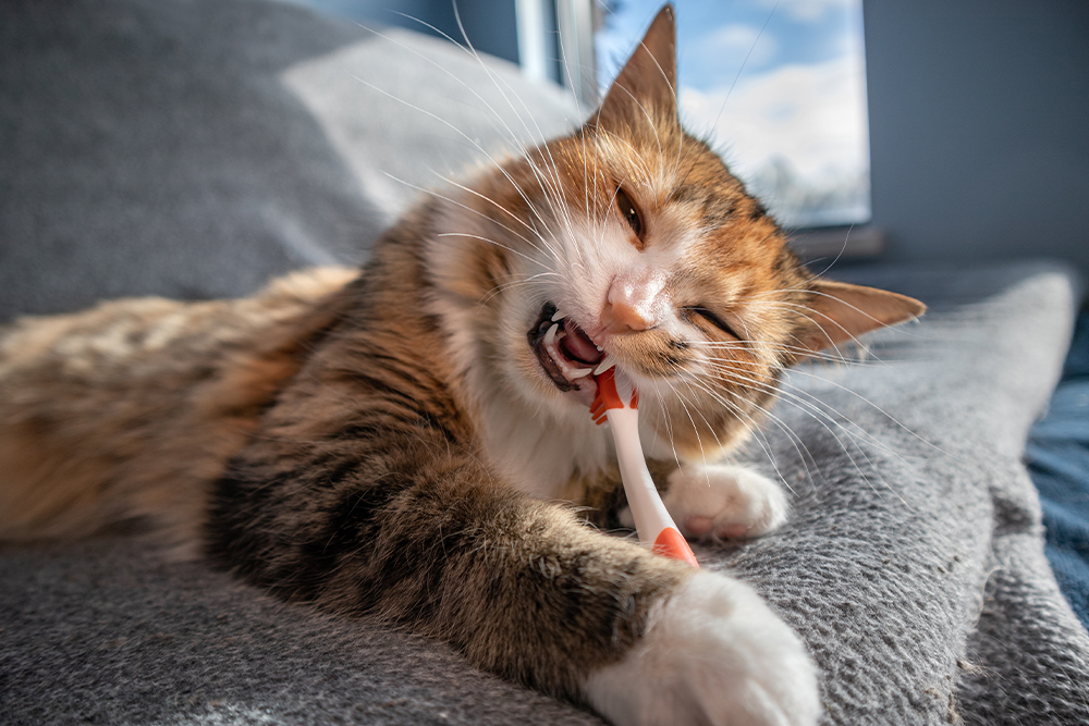 Cat chewing on a toothbrush, illustrating the importance of feline dental care