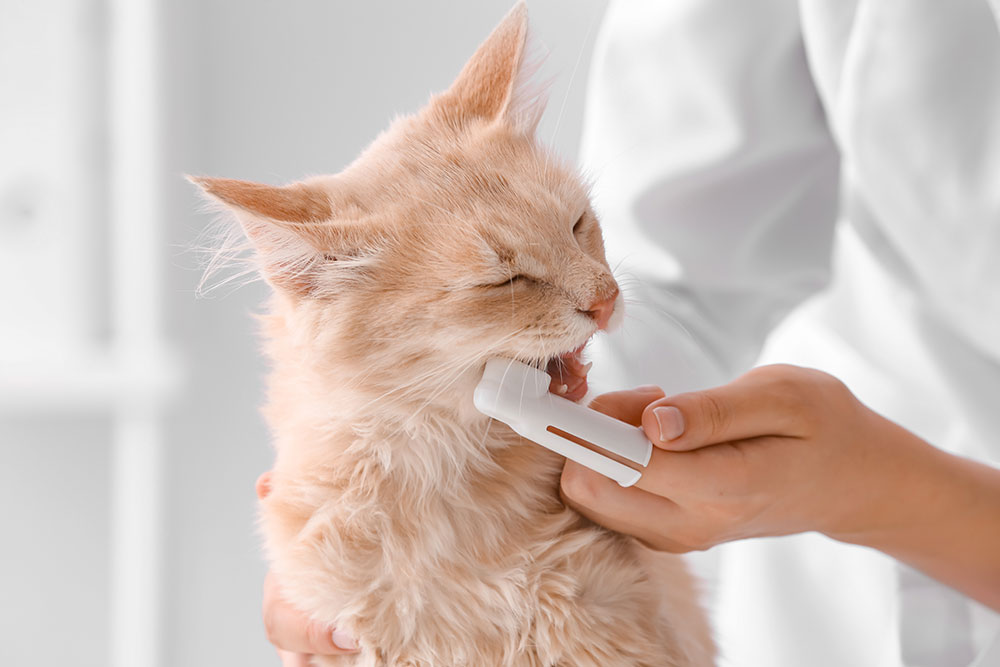 Cat receiving a teeth brushing, showcasing feline dental hygiene in action
