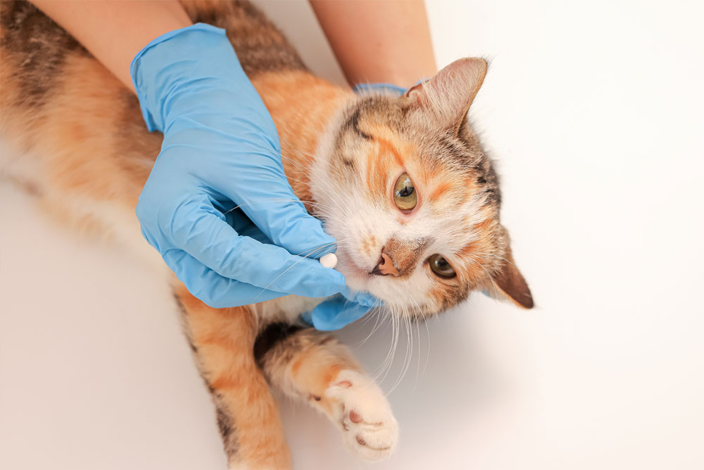Pet owner administering medication to a cat to support treatment, recovery, and ongoing veterinary care.