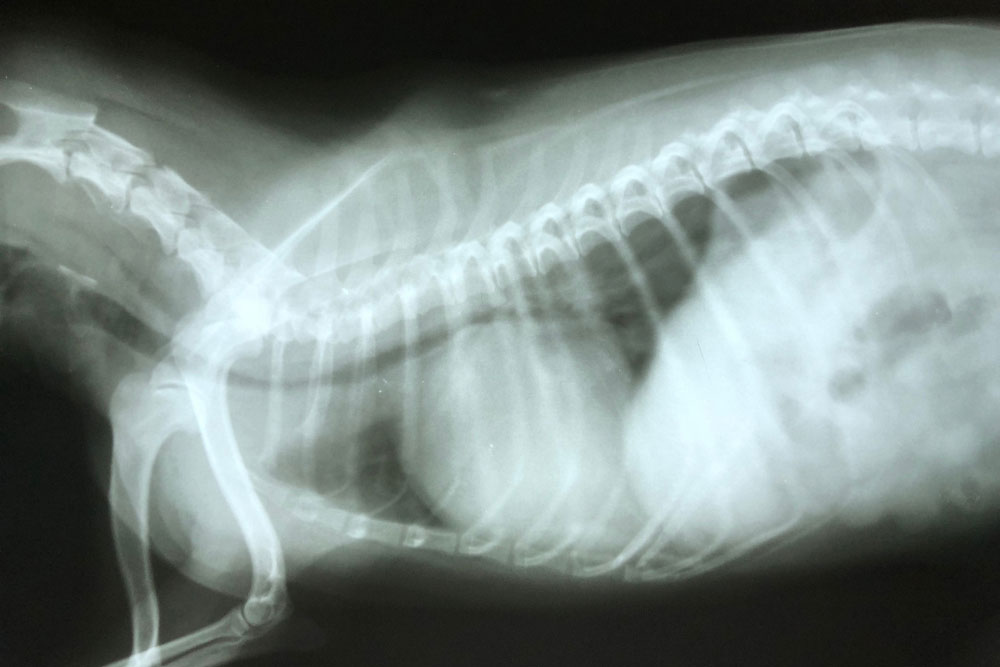 Cat X-ray image reviewed during veterinary diagnostic exam at Cobb & Co. Veterinary Clinic in Elgin, IL