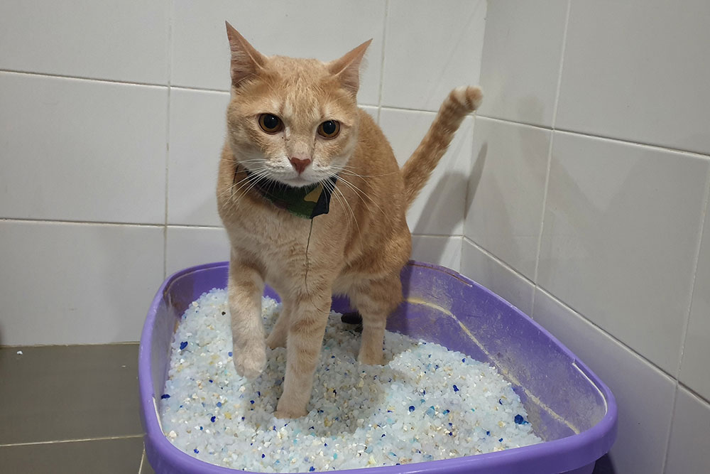 Cat using a litter box, demonstrating proper pet hygiene and litter box care