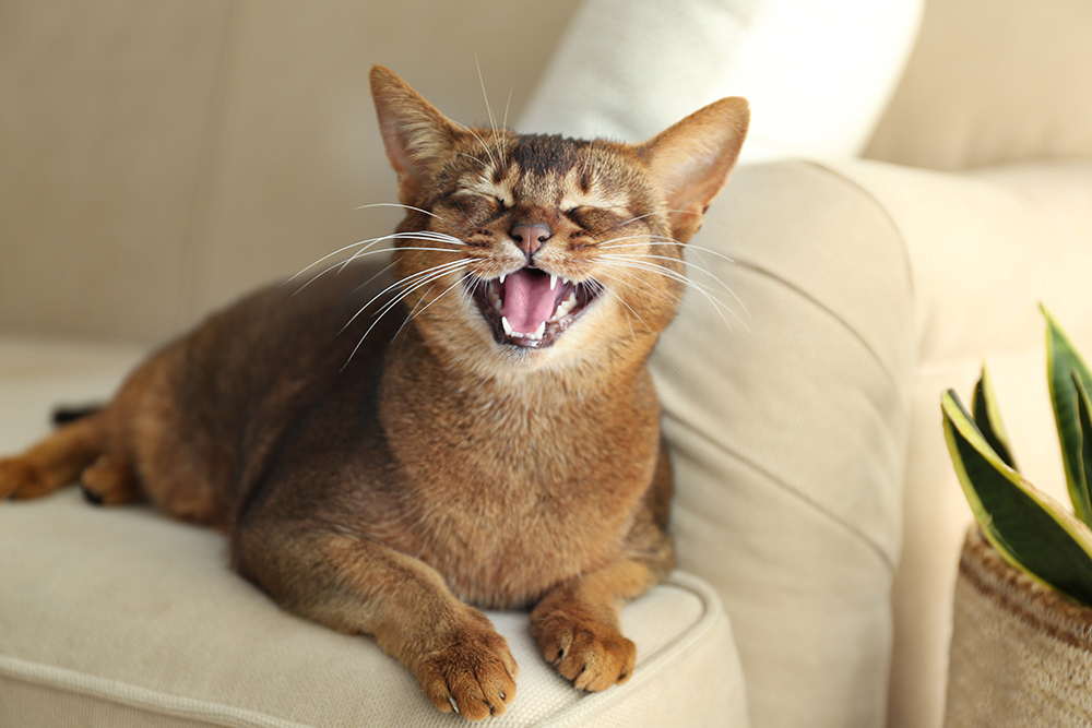 Cat caught mid-meow with mouth open, expressive feline behavior captured at veterinary clinic