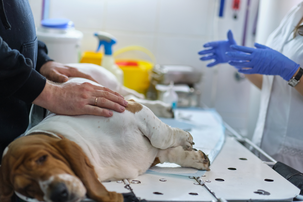 Owner comforting a sick dog, highlighting compassionate urgent pet care
