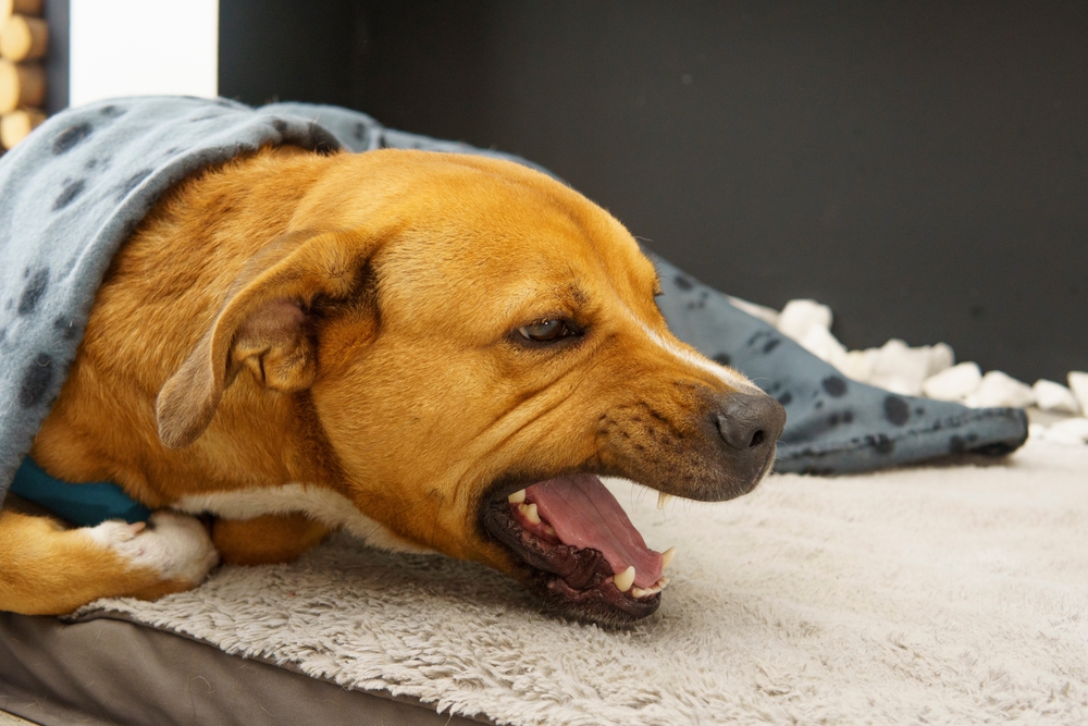 Dog resting on a bed with a blanket, showing signs of coughing or illness