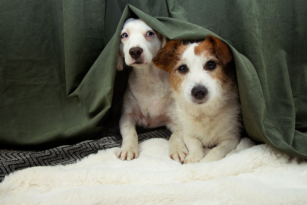 Two small puppies resting together under a green blanket on a soft bed