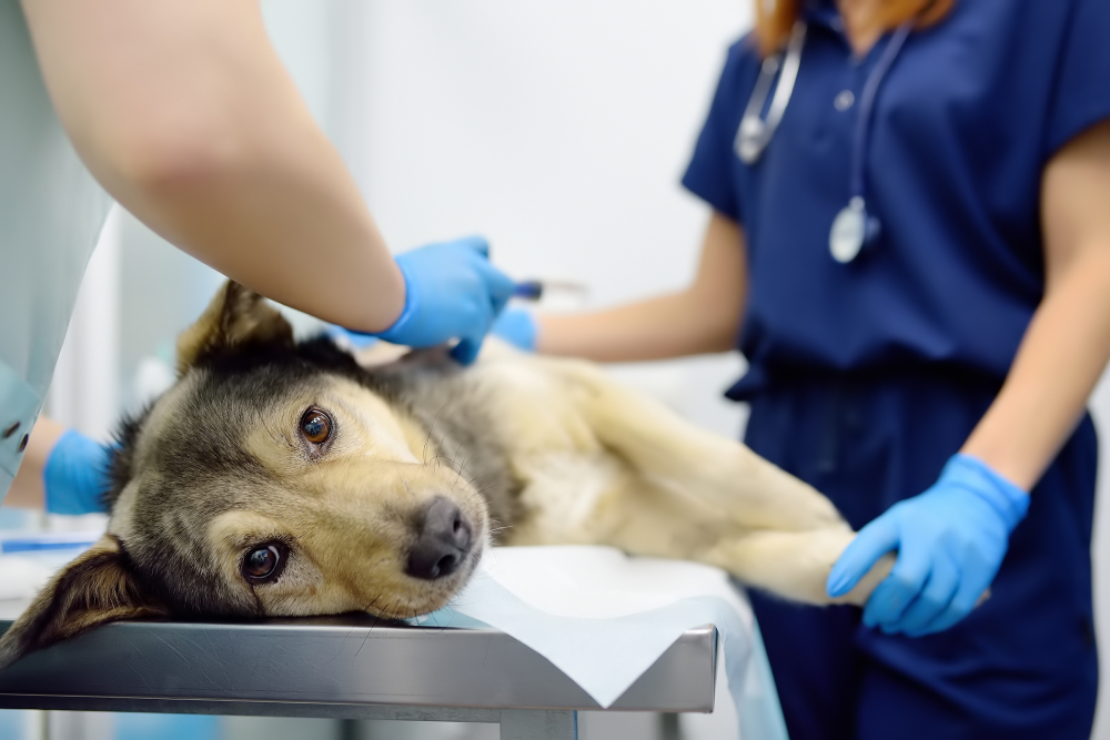 Senior dog showing signs of illness awaiting diagnostic testing like biopsy and cytology in veterinary clinic