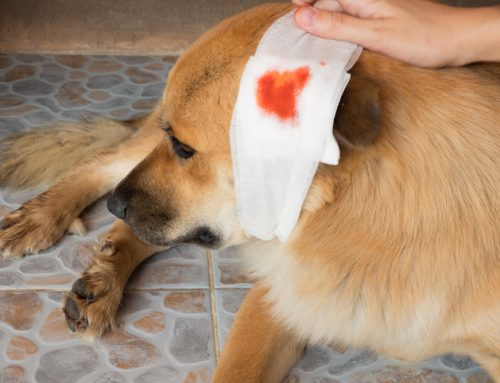 When Should You Take a Bleeding Pet to the Vet?
