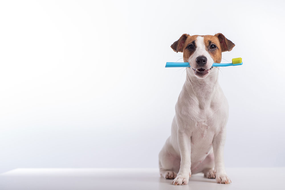 Playful dog holding a toothbrush, promoting pet dental hygiene awareness
