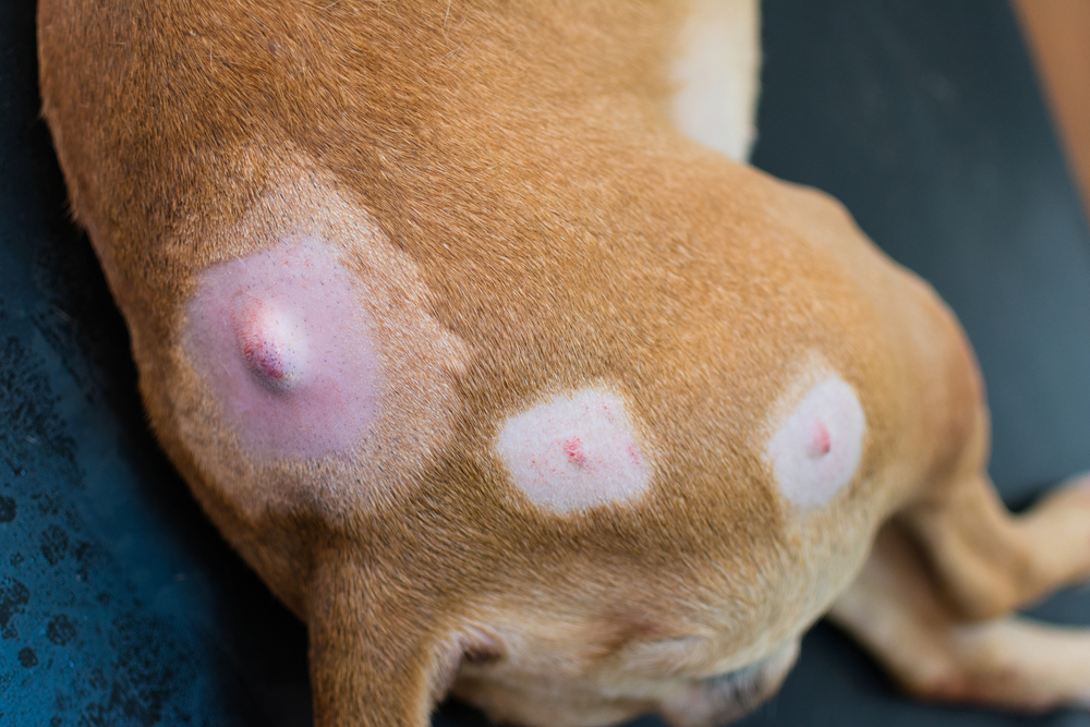 Close-up of dog with lumps on skin, illustrating common canine skin condition requiring veterinary diagnosis