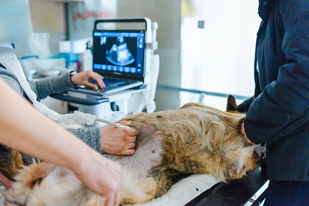 A veterinarian performing an abdominal ultrasound on a dog in a medical clinic.
