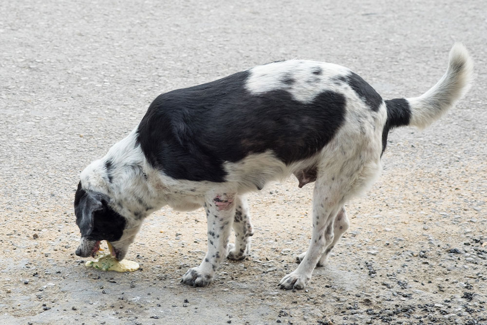 Dog vomiting outdoors on a road, illustrating signs of pet illness requiring veterinary care