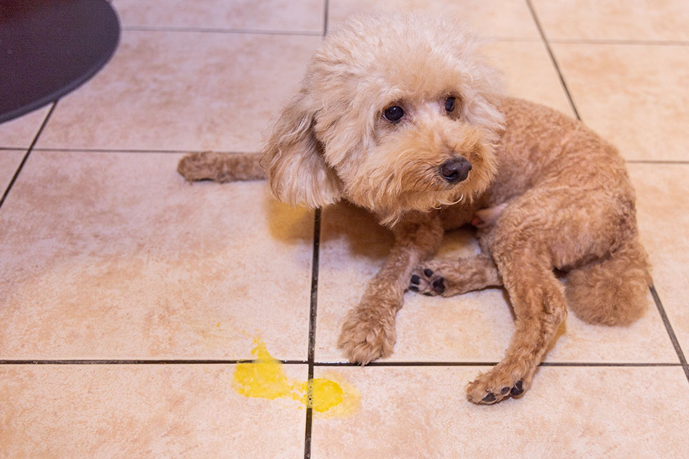Dog sitting near vomit on the floor, illustrating signs of pet illness needing vet care