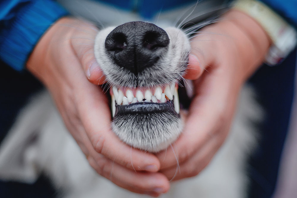 Dog with clean, healthy teeth after professional veterinary dental cleaning in Elgin, IL
