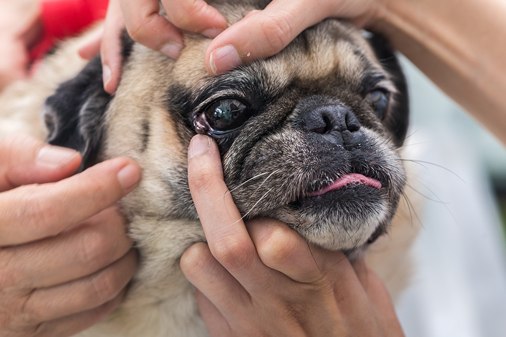 Veterinarian performing a detailed eye examination on a pet during a routine veterinary health checkup.