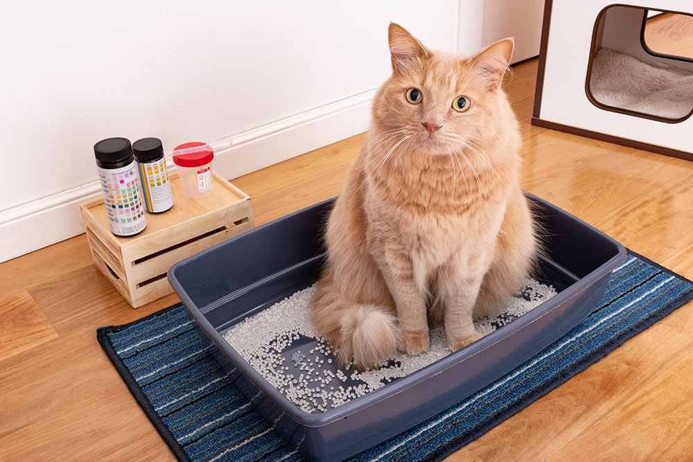 Feline urinalysis reagent strips used for cat urinary tract health testing at a vet clinic