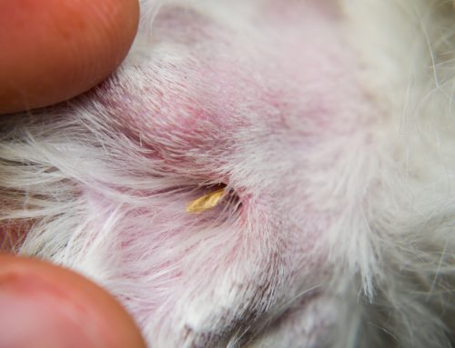 Why Are Grass Seeds So Dangerous to Pets?