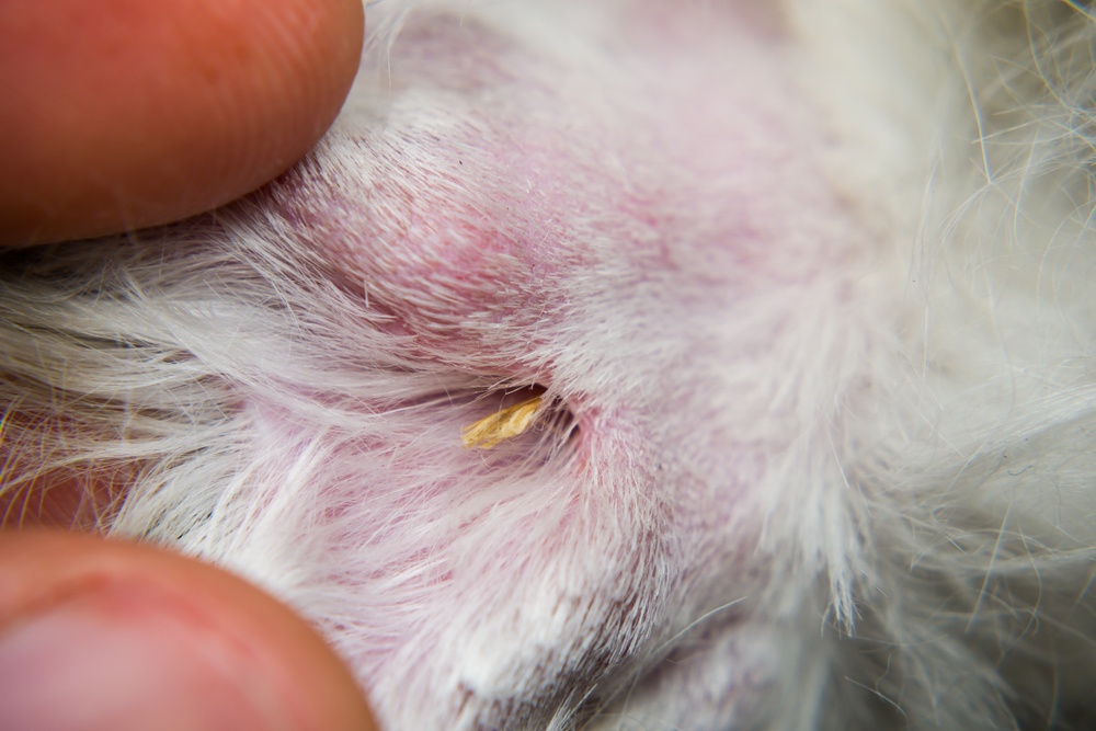 Close-up of a foxtail grass seed tangled in a dog’s fur, highlighting the sharp, barbed seed head that can become embedded in a pet’s skin and cause irritation or injury.