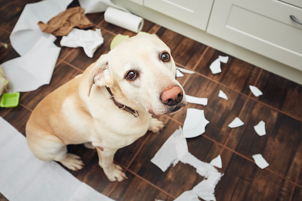 Guilty-looking Labrador sitting next to a mess in the kitchen, a common pet behavior concern