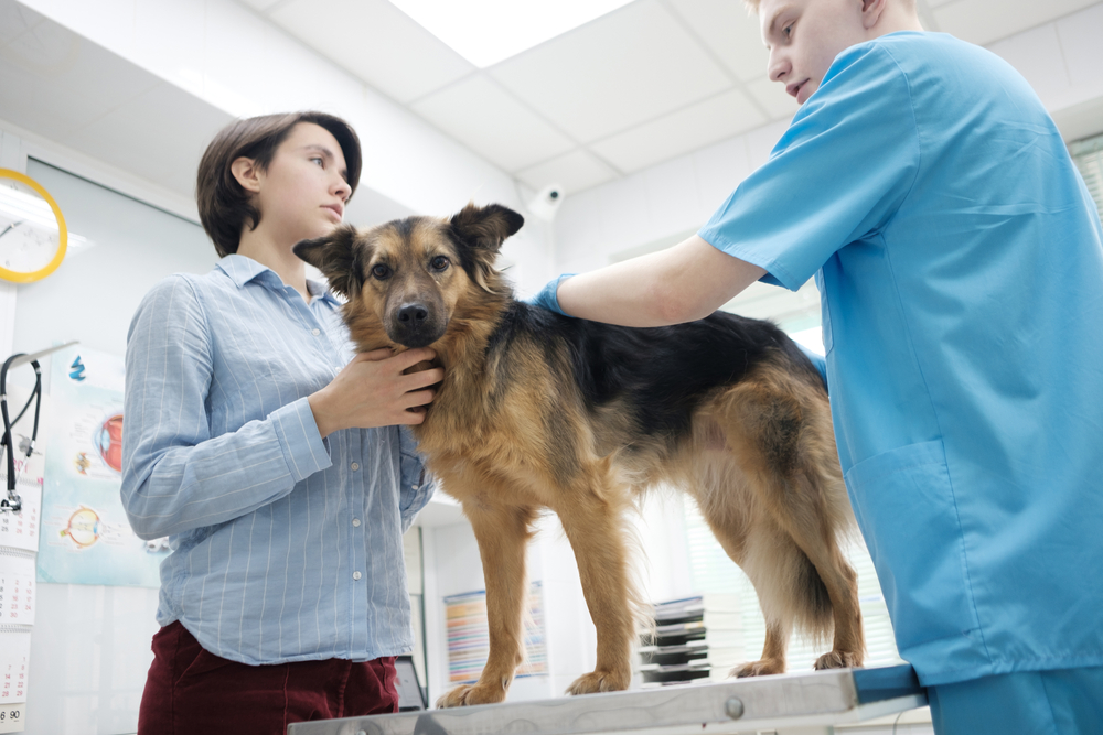 Dog owner and pet during a veterinary health check exam at Cobb & Co. Veterinary Clinic