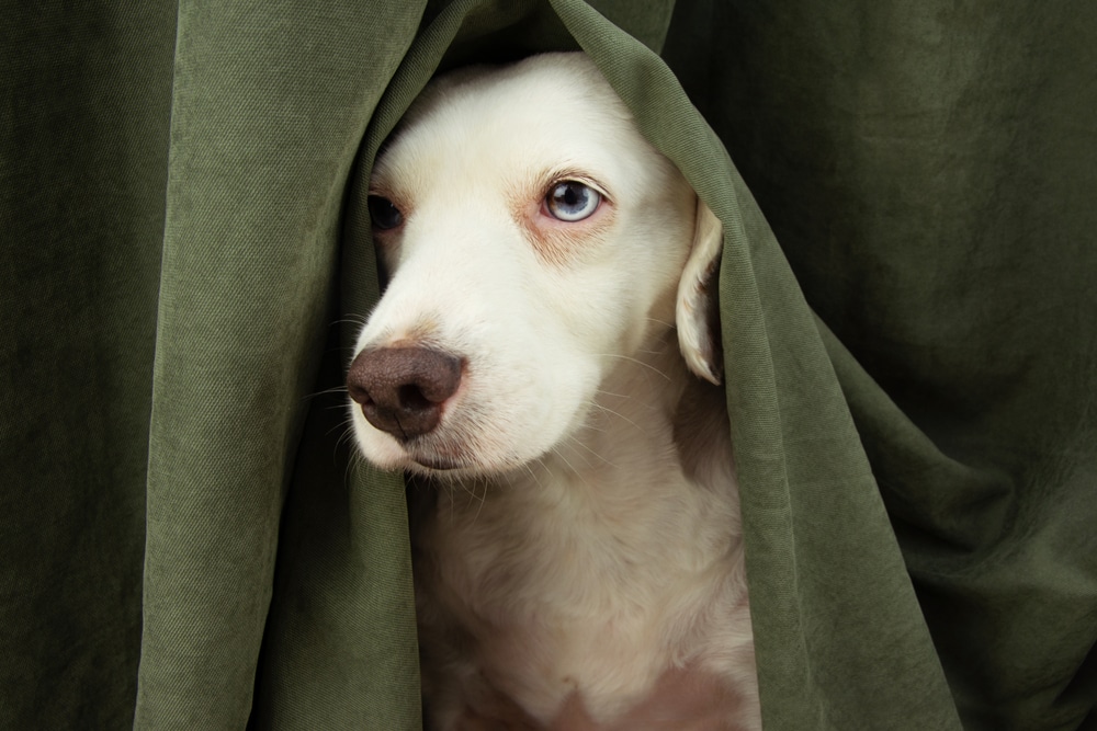 White dog peeking from behind furniture, illustrating subtle behavioral changes or signs of discomfort that may indicate an underlying health concern.