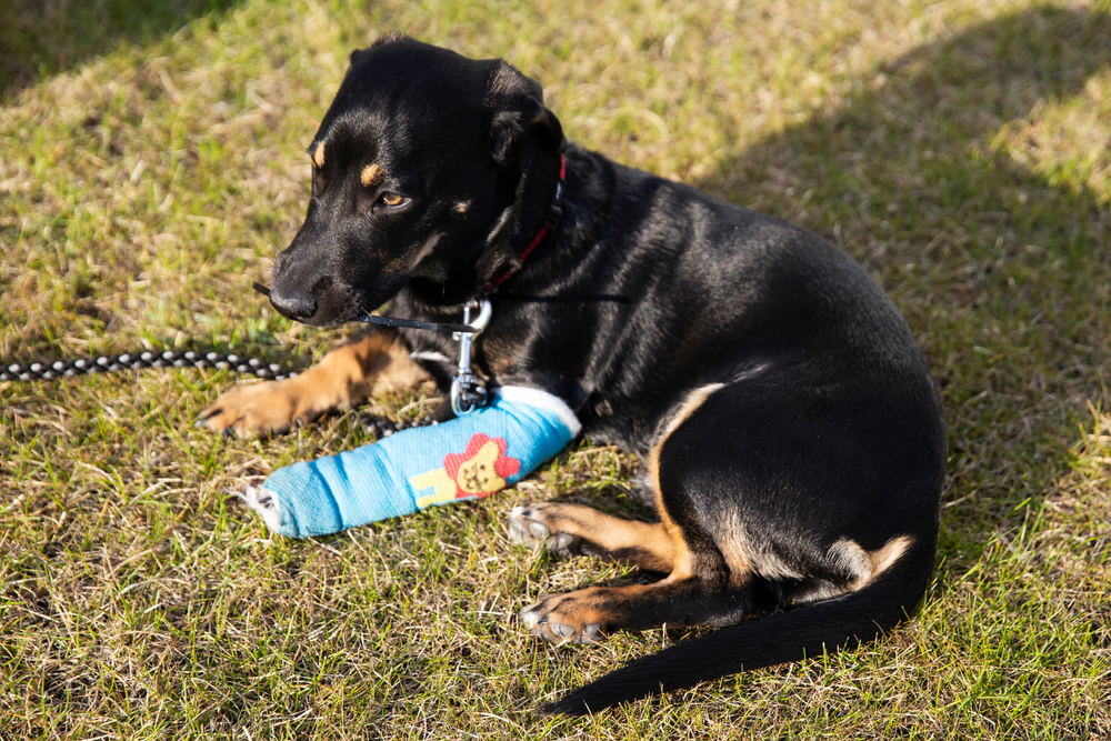 A black and tan dog lying on grass with a blue cast on its front leg.