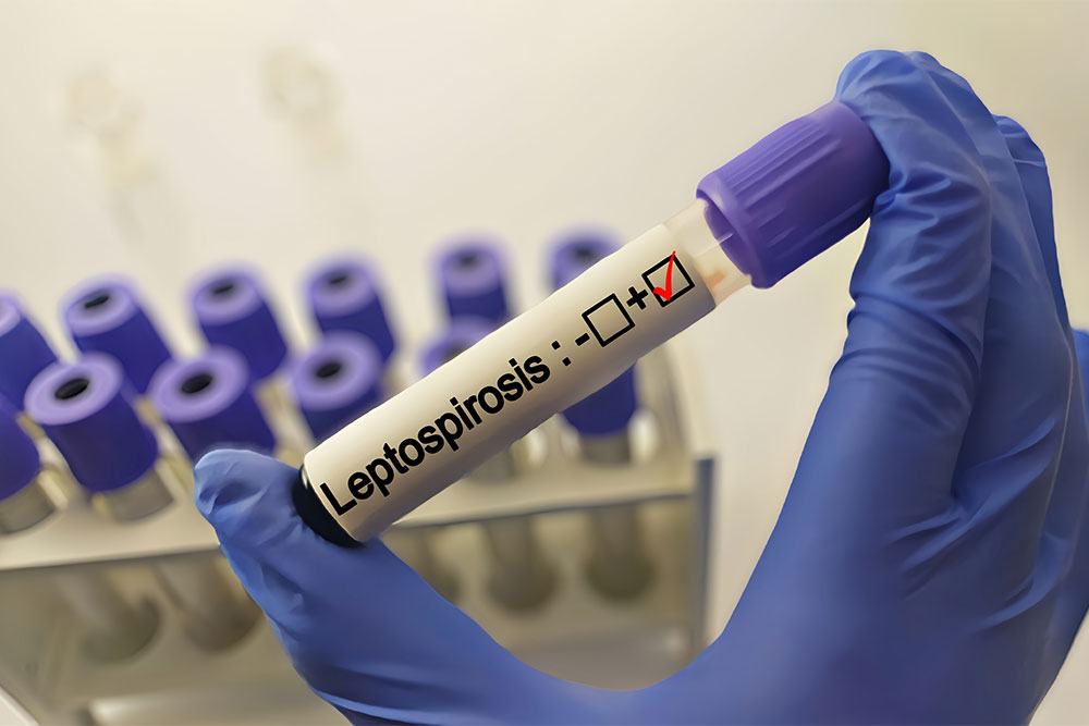 Leptospirosis diagnostic test being conducted at Cobb & Co. Veterinary Clinic in Elgin, IL