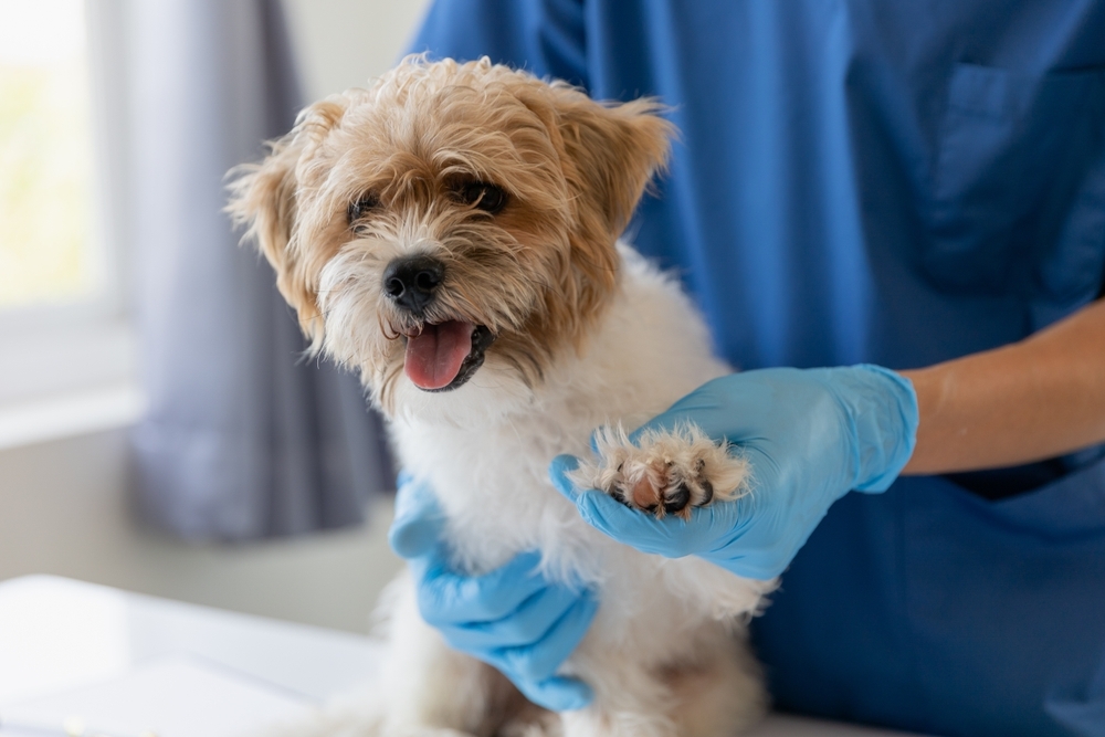 Happy dog enjoying a positive veterinary visit at Cobb & Co. Vet Clinic in Elgin, IL