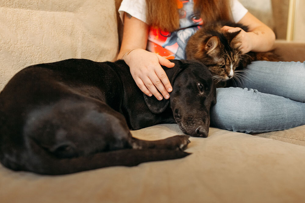 Relaxed pet resting comfortably at home, representing healthy aging, comfort, and overall well-being in companion animals.