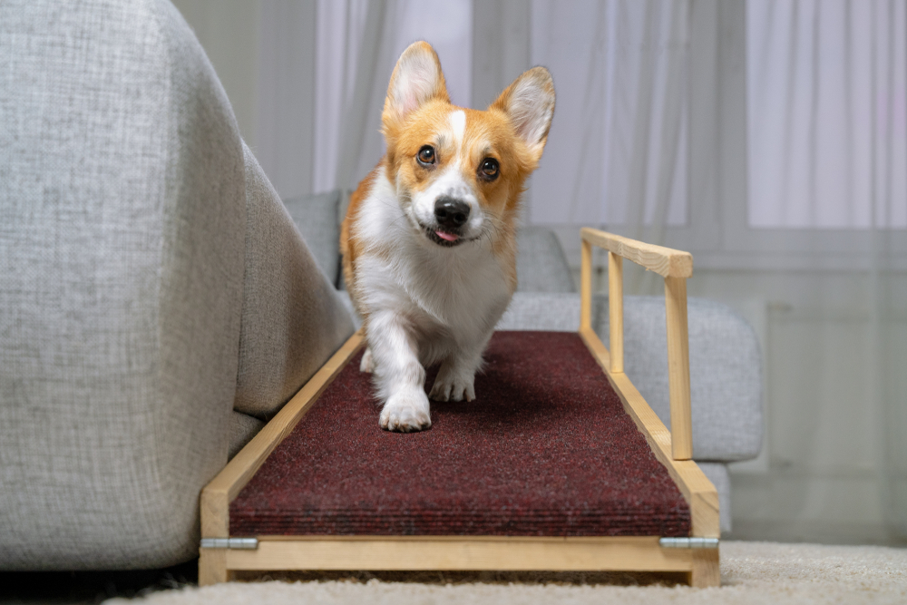 Funny Welsh Corgi Pembroke dog bounding downstairs — pet emergency prevention tips