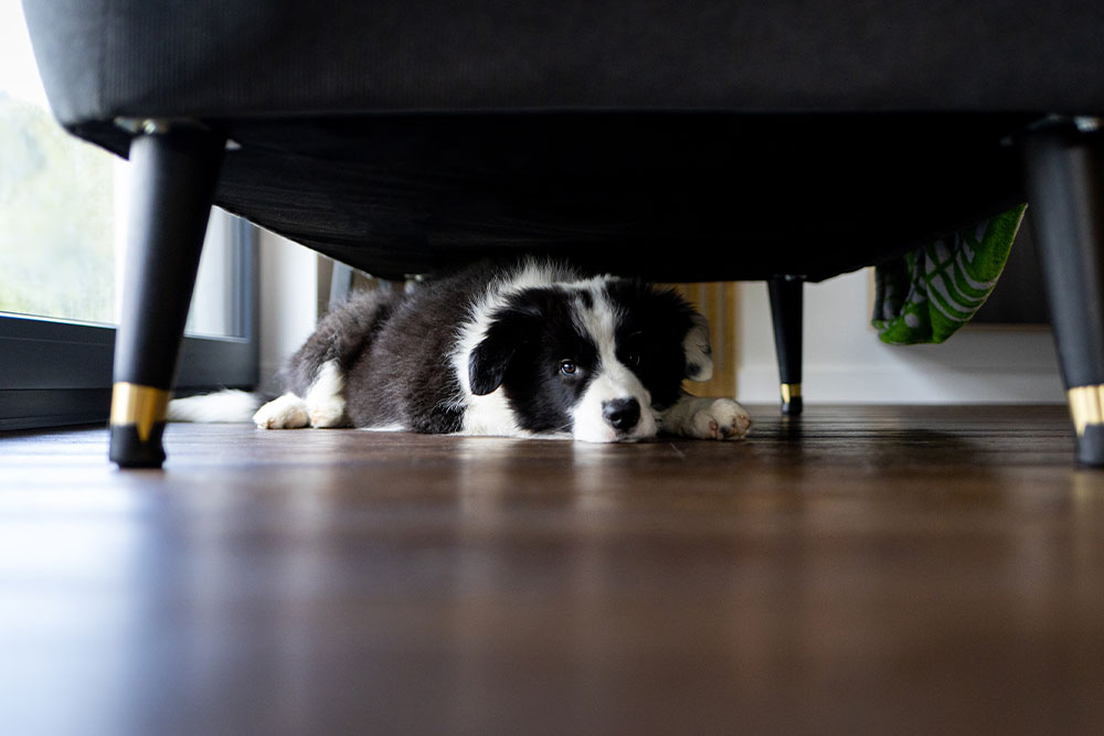 Puppy peeking out from a hiding spot, displaying shy or fearful dog behavior