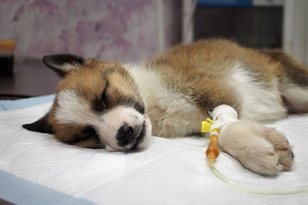 Puppy receiving IV fluid treatment during veterinary care at Cobb & Co. Veterinary Clinic, Elgin, IL