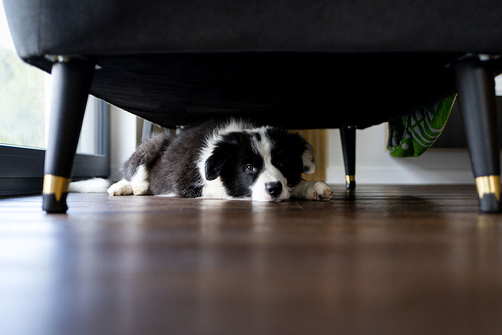 A black and white puppy lying on a dark wood floor underneath a piece of furniture.