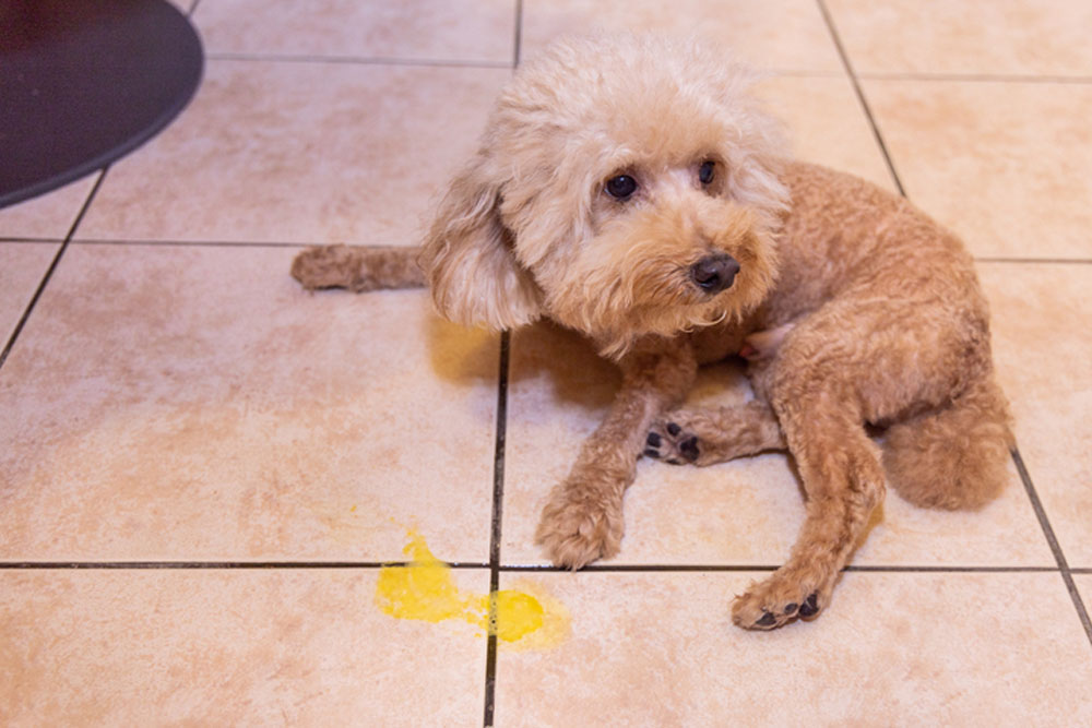 Sick dog lying on tile floor showing signs of illness, pet health care at Cobb & Co. Veterinary Clinic Elgin IL
