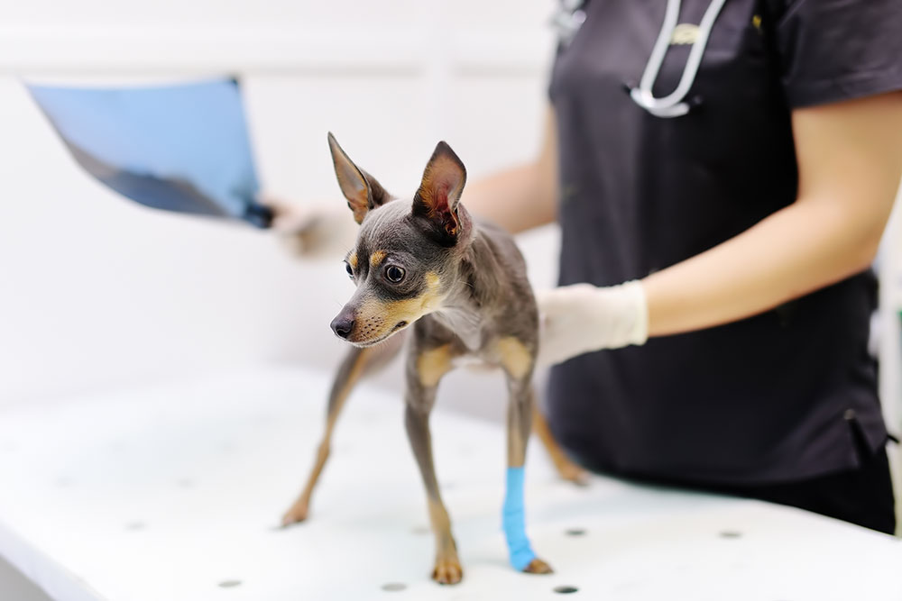 Veterinarian performing a wellness examination on a small dog at a veterinary clinic