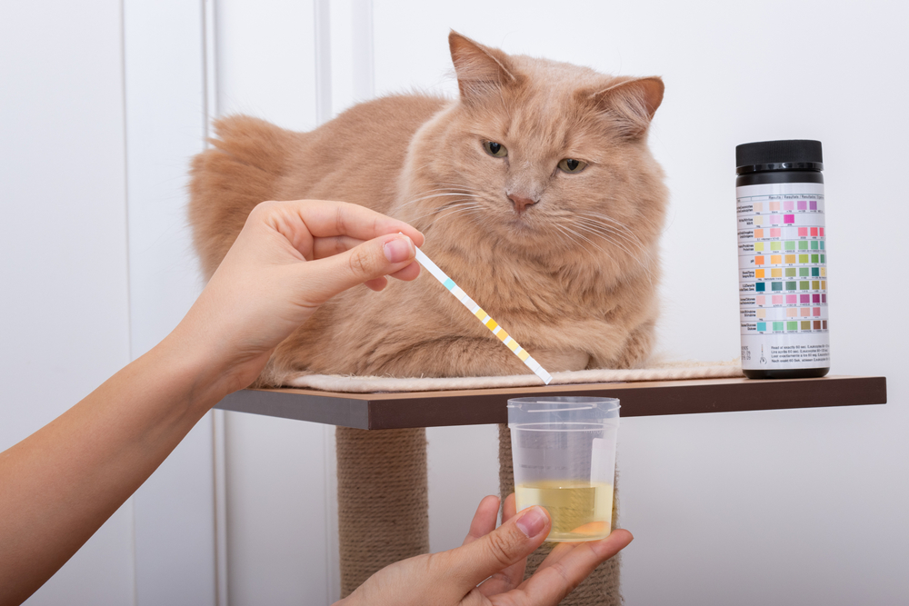 Curious cat watching owner collect urine sample for urinary tract infection diagnosis