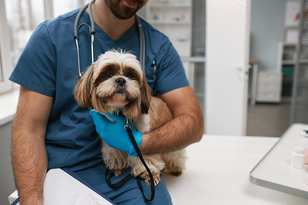 Veterinarian providing attentive care to a dog at Cobb & Co. Veterinary Clinic in Elgin, IL