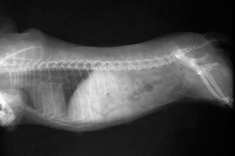 Veterinary X-ray of an animal showing internal structure for diagnostic evaluation in Elgin, IL