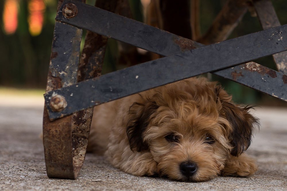 Anxious puppy hiding under table, showing signs of stress and fear in dogs