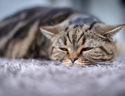 How Can You Tell When Your Cat Is Stressed?