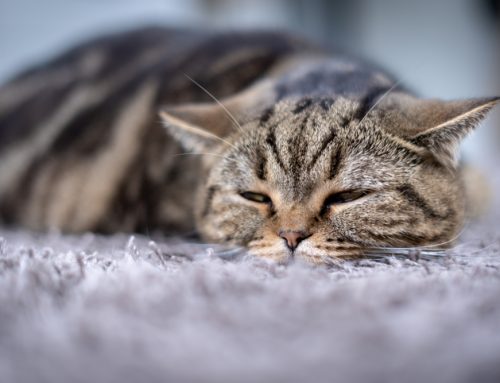 How Can You Tell When Your Cat Is Stressed?