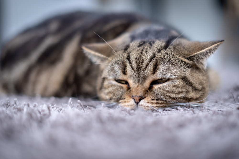 Cat receiving medication from a veterinarian or pet owner to support treatment and recovery during veterinary care.