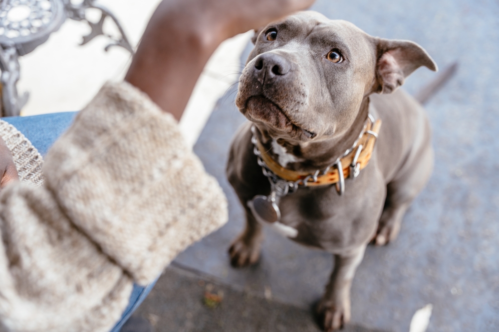 Professional dog trainer working with aggressive dog during behavior training session for obedience and control
