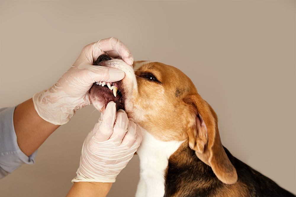 Veterinarian performing a dental checkup on a dog at Cobb & Co. Veterinary Clinic in Elgin, IL
