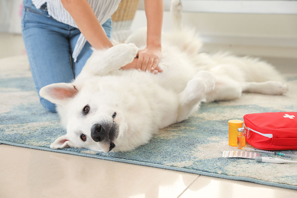 Dog receiving emergency first aid and urgent veterinary care at Cobb & Co. Veterinary Clinic