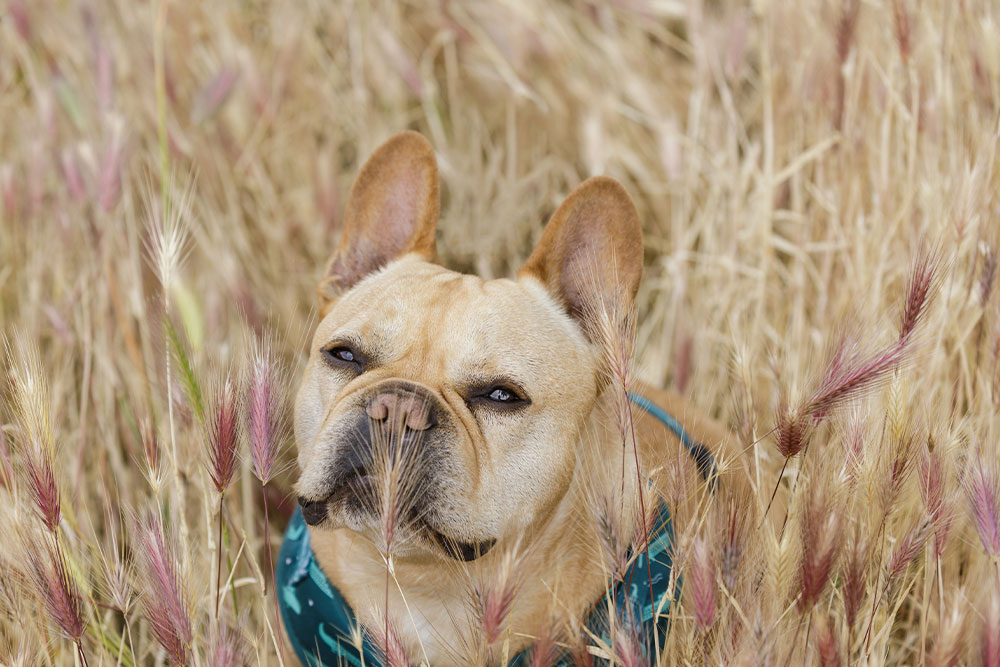 A tan French Bulldog with upright ears sits surrounded by tall, golden grasses with pinkish-purple tips. The dog's face is partially obscured by the plants, and it wears a teal harness while gazing forward.