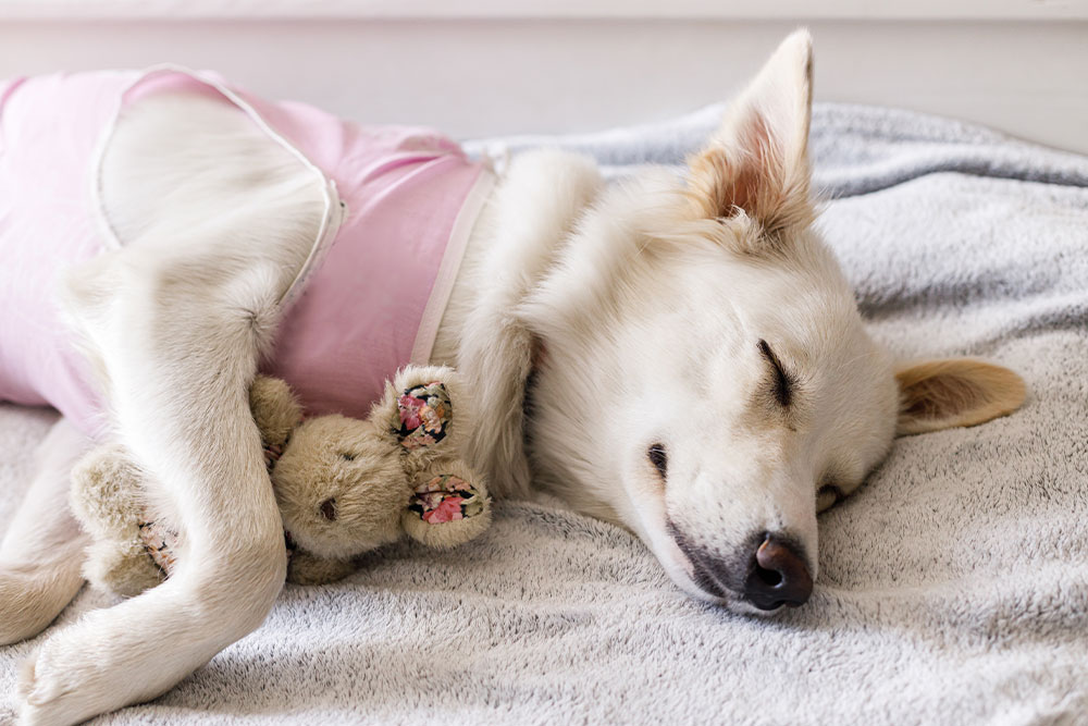 Dog resting and recovering after surgery with post-operative veterinary care in Elgin, IL