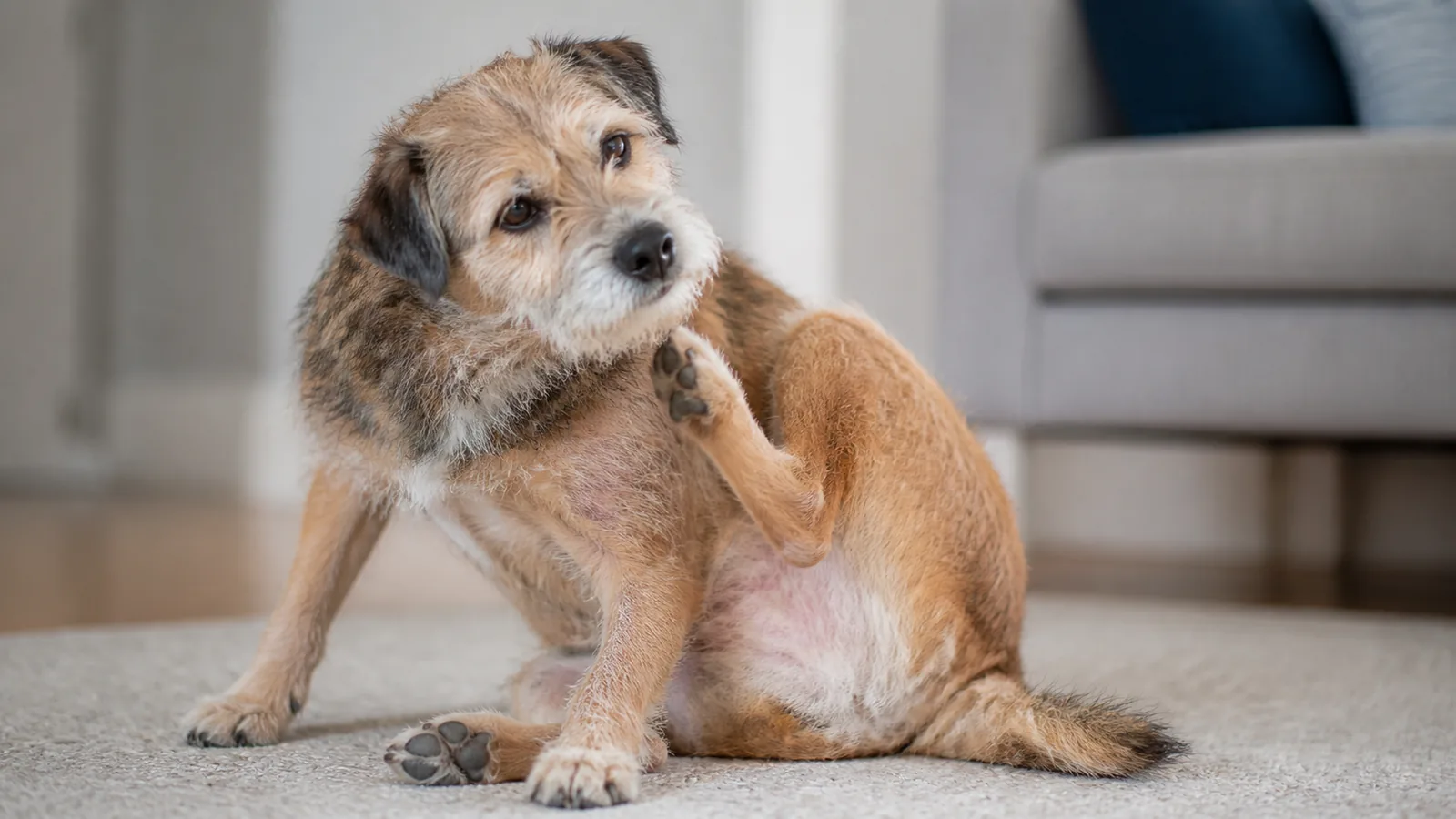 Scruffy dog sitting indoors, gently scratching its side, showing subtle signs of skin or coat irritation.